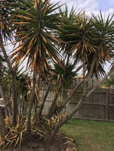 Best Palm Trees To Plant in Houston