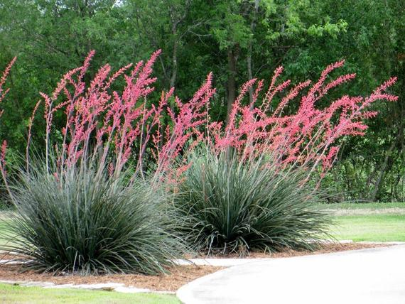 Native Plants in Texas Landscaping Idea